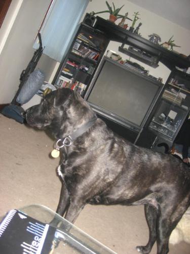 dog, pressa, puppy, black, lab, - This is a picture of my 5 year old black lab/ pressa/ cane corso. She weights 110 LBS. Shes a monster. dog, pressa, puppy, black, lab, - This is a picture of my 5 year old black lab/ pressa/ cane corso. She weights 110 LBS. Shes a monster.