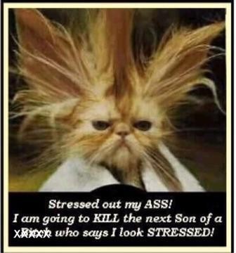 Kick some butt kitty - Whoo hooo!! One stressed out kitty!!