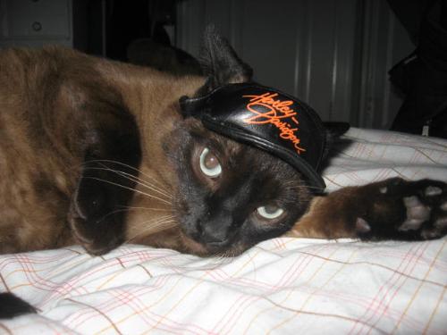 Harley Hat Max - My Siamese kitten wearing a Harley davidson hat.