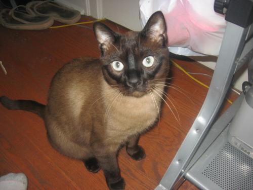 Max and his sweet blue eyes. - Max I love this picture of him his eyes are so pretty. Siamese Cat