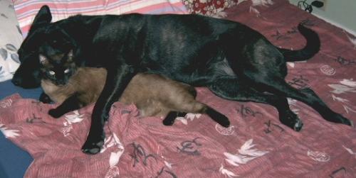Max and Lexus - My siamese cat max and his sister Lexus sleeping