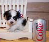 Rintintin was on the coke from an early age. - pgdn php zph dghr aphpahrhd zdrhp