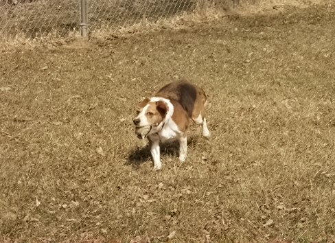 BUSTER Playing - Playing fetch with his tennis ball BUSTER Playing - Playing fetch with his tennis ball