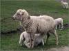 Parenting - It is a mother too. And her baby seems to feel very glad.