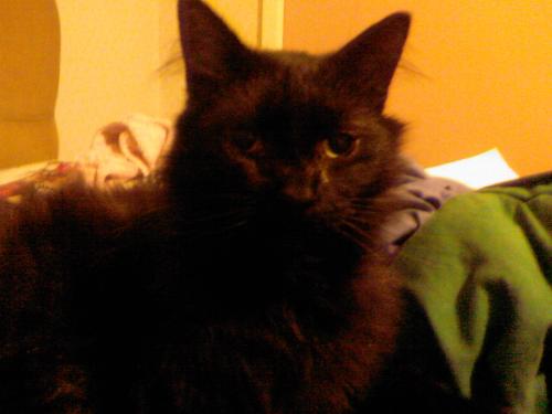 alertcat - Dev