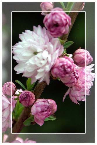 Flowering Almond - A picture of the blooms on a Flowering Almond