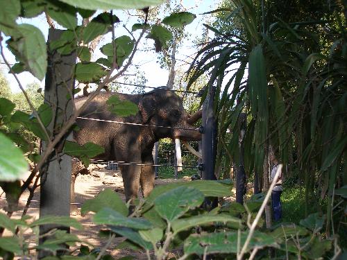 Elephants at the Zoo - Elephants in thier new enclosure at the Melbourne Zoo