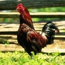 My alarm - Here is a photo of one of many roosters that we have to wake us in the morning. It is good that we live outside the city limits becase I was told taht inside the city limits you are not alowed to have as many animals as we do. the breed of this particular rooster is a red-jungle fowl. We have many different breeds.