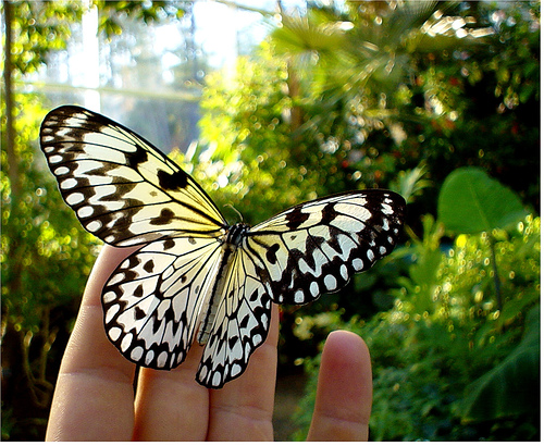 butterfly - i love butterflies!!! i like the colours of the butterfly and the greenie background..it is beautiful, rite??