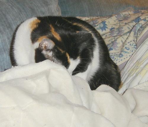 Josie being curious - Josie, my big calico, looking under.