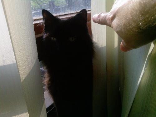 Shadowkat - at the window