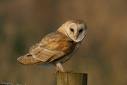 Barn Owl - A barn owl sitting on a fence post, which shows its relatively small size.