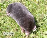 moles - make a mess in the yard making holes in the ground