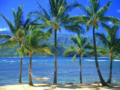Hammock - Hawaii