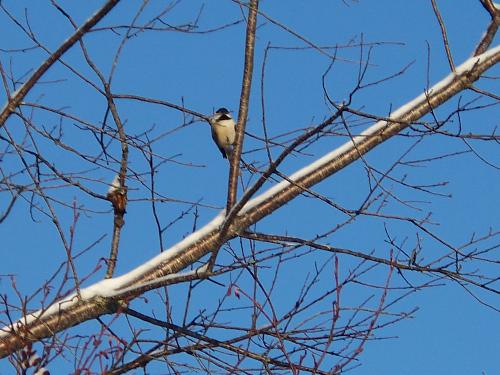 bird in the yard, It's Spring - The birds are back, cause it's spring. Yeah
