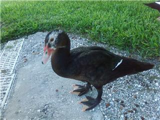 Huey - This was a friendly duck in Florida at the condo we lived in.