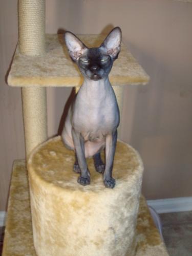 Ivy-Hairless cat - 1 year old Hairless cat named Ivy.