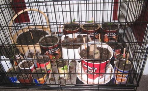 Captive Seedlings -  I put my seedlings in a dog crate to keep them in one place where I could put the grow light and keep the cats out.