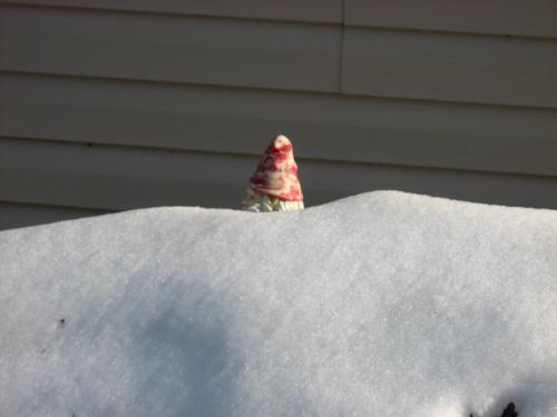 Poor Gnome - he is shivering in that snow pile