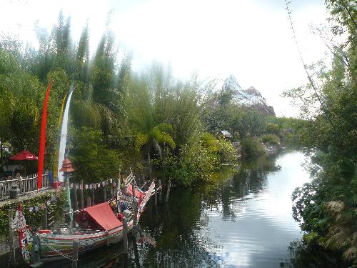 animal kingdom  - We took vacation to florida and this was taken at disneyworld. Beautiful!!