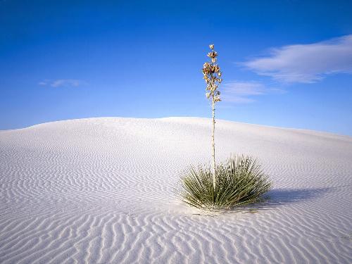 oasis - desert