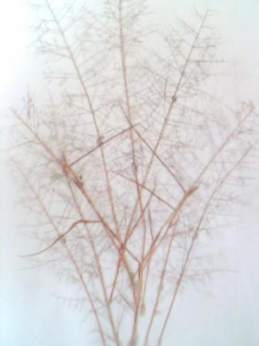 art out of plucked weeds - they were just weeds that I saw in the corner of the building that I once had stayed. But I found them cute. I have this hobby which I call pluck, press and paste. I pluck some parts of plants or weeds sometimes just along the way when walking. Some I purposely plucked and have them as a remembrance of that certain place where i went to. So, this photo reminded me of a place where I had the best times in my life.