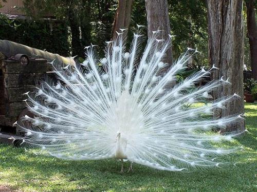 peacock - beautiful albino peacock spreads its feathers in display.