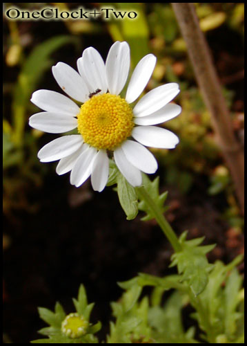 Daisy - This flower mean buried deep in their hearts the love.Love not with a person.I like this hint of love.