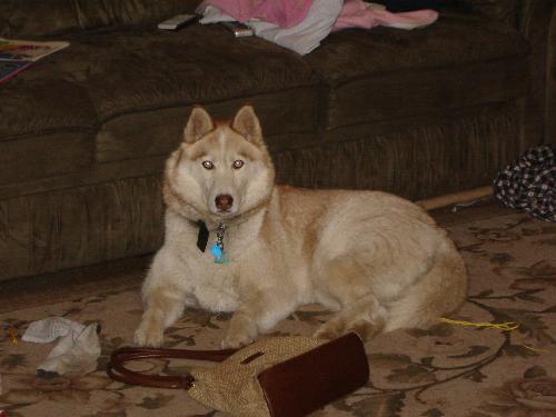 Cammie - siberan husky