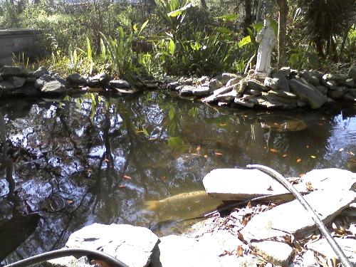 heres the coy pond i have been taking care of rece - it is kind of a pain in the butt but i do it anyways because ususally it is relaxing to hear the water trickle and see the fish swim around. they are very large. and see to eachj have its own personality.