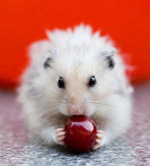 hamster - pet hamster