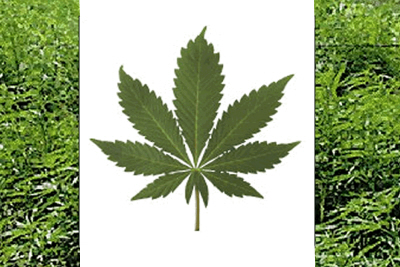 Cannabis Flag - A canadian flag altered to support marijuana legalization
