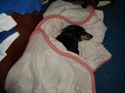 Cody sleeping - Recent picture of Cody sleeping on his pink, ugly blanket.