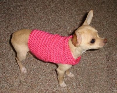 Doggy Sweater - Sweater I crocheted for my grandpuppy