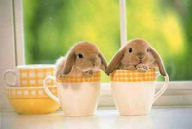 bunnies - real cute bunnies