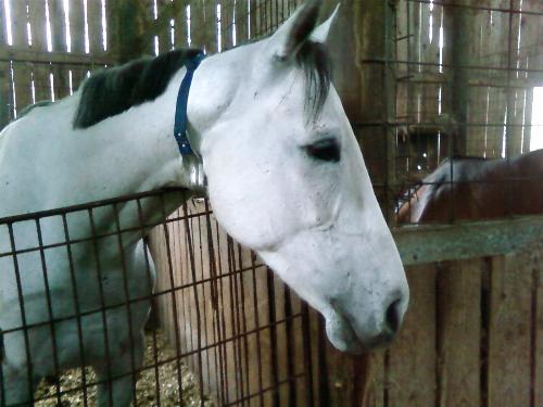Bobbyn Bouie - Bobbyn Bouie is a 5 year old gray gelding who races in Louisiana. He has earned a substantial amount of money at his profession.