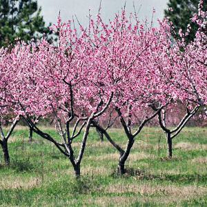 peach blossom - peach blossom image
