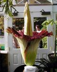 corpse flower - some of these flowers are really beautiful.