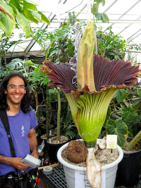 Corpse Flower - A strangely beautiful (but stinky) flower.