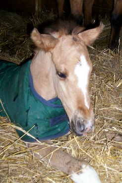 Our new colt - This is Kane and he was born April 7/08. We didn't know if he was going to make it but it looks like he's going to be a fighter.