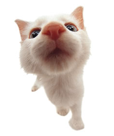 whiskers - can anybody tell me what this thing is??