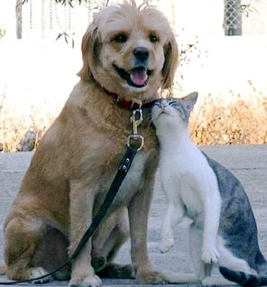 best friends - friends