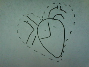 morphologically - the heart is like this