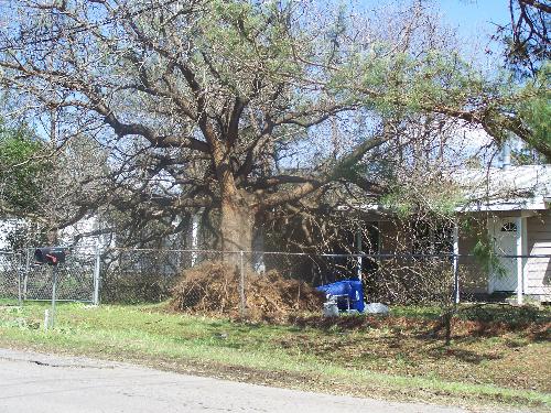 Tree uprooted in the neighborhood - This tree was uprooted in the storm that went thru Muldrow, OK on Wednesday, April 9, 2008.