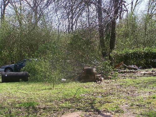 Tree top downed in 4/9/08 storm in Muldrow, OK - This tree top was in our back yard after the storm came thru.