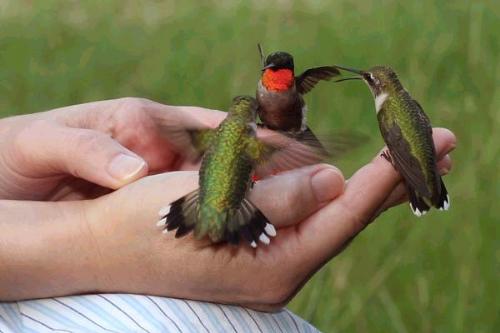 hummingbirds - Lady tames hummingbirds to eat out of her hand.