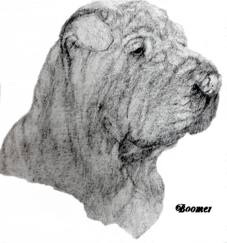 Pet Portrait of Boomer - This is one of the pet portraits that I have drawn for someone. I have more drawings if your interested in my blog http://www.lifewithpets-saraloui.blogspot.com
