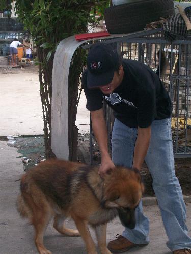 My dog Bronson - This is my dog Bronson, a GSD (not full bred though) who comes with us to and fro our two houses about 3 hour drive apart.