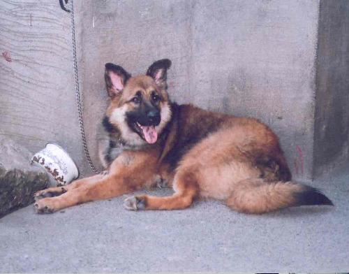 Another picture of Bronson - My another pic of Bronson, the favorite dog of the family, I guess.