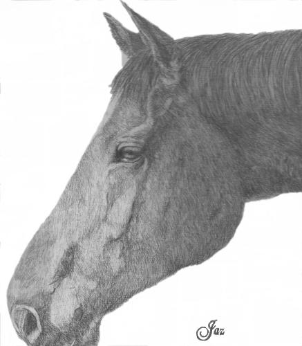 horse pet portrait - This is a head shot pet portrait from a photo in pencil.